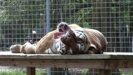 A Tribute To Bengali And The Circus Big Cats