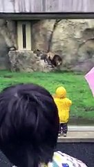 Ne jamais tourner le dos à un lion !