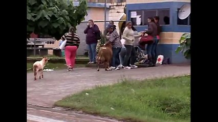 Hilarious!! Crazy Goat Terrorizes People in the streets! Real Life Mountain Dew attack