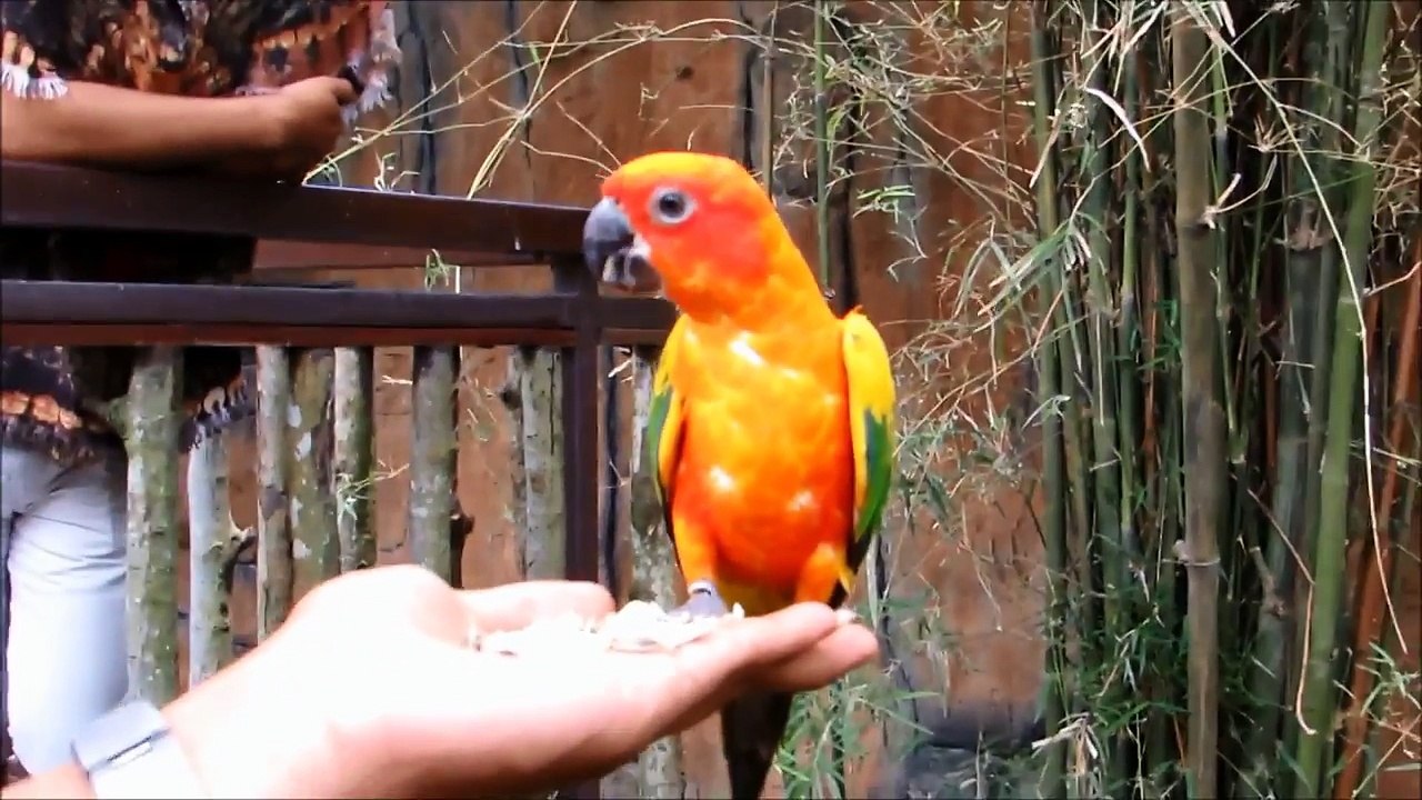 si gajah (ke kebun binatang) - Lagu anak populer