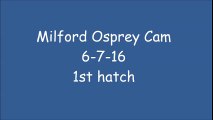 MILFORD OSPREY CAM 6-7-16 1st hatch