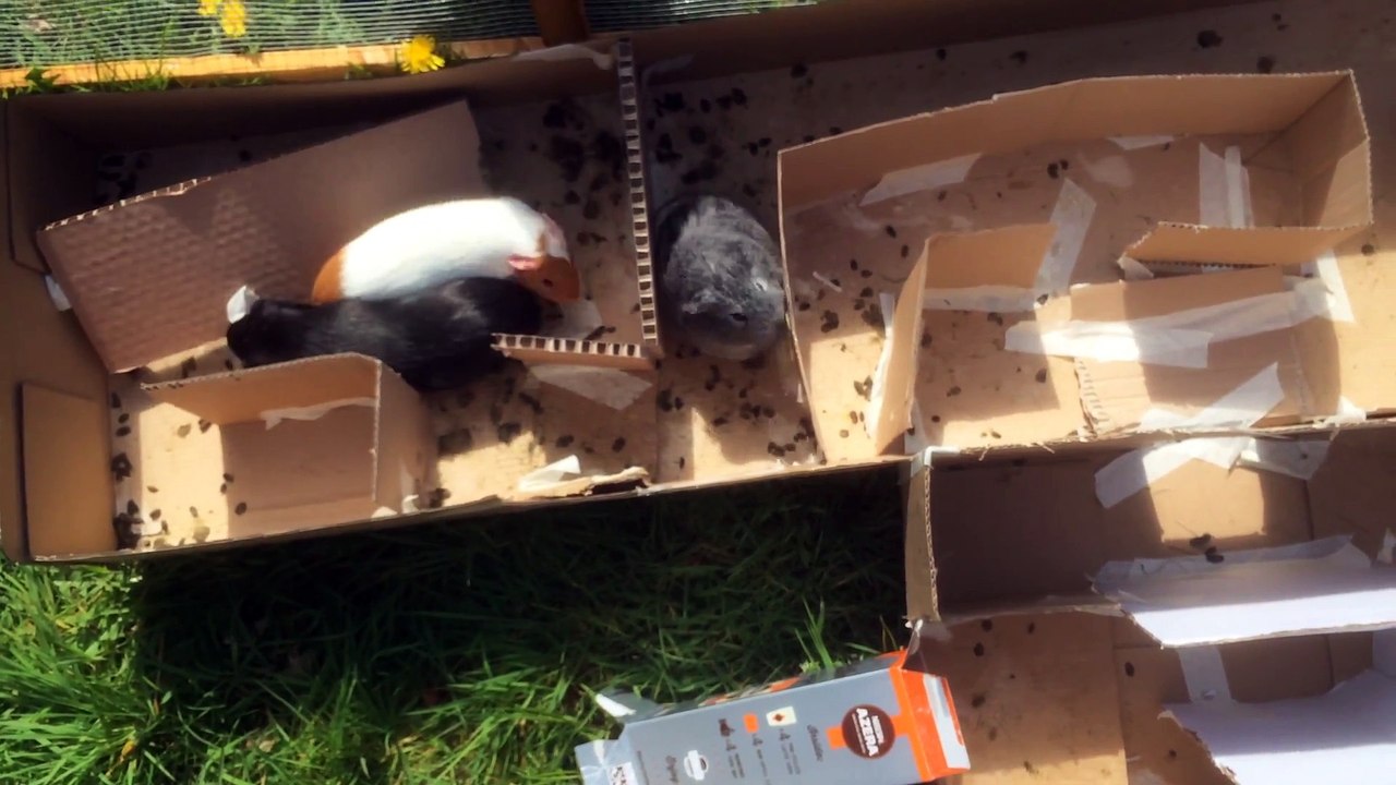 Guinea Pigs Return to Tackle a New Maze