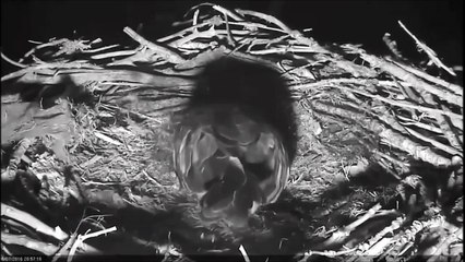 Colorado County Osprey Cam 6-7-6 netting