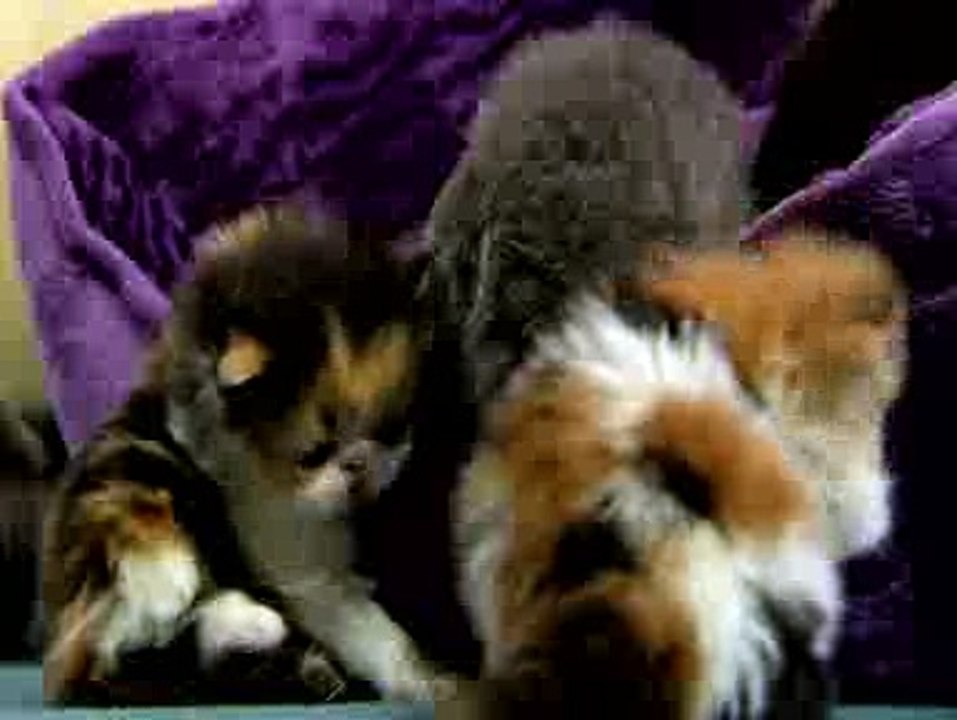 Kitten Searching A spot For Sleeping