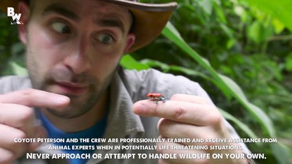 Deadly Poison Dart Frog
