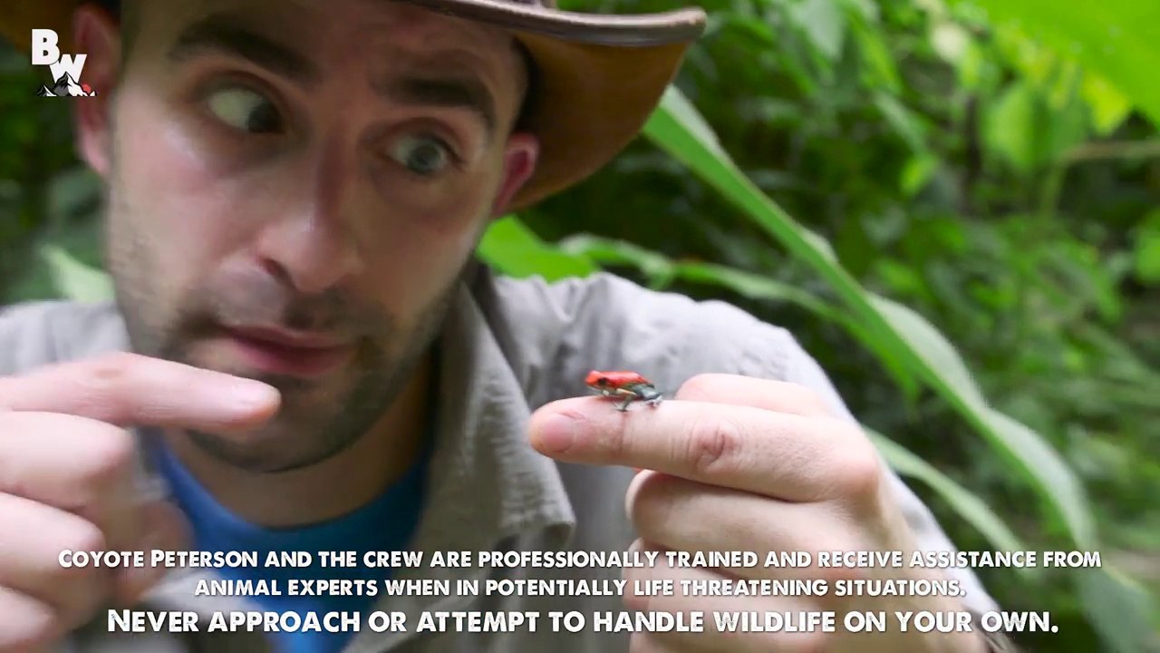 Deadly Poison Dart Frog