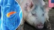 Scientists aim to grow human organs in pigs by creating human-pig embryos