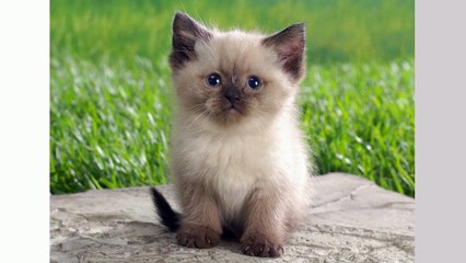 Affordable Cat Boarding West Palm Beach