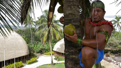 Comment escalader un Cocotier ? Explications hilarantes !