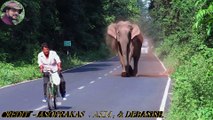 Cette Elephant femelle chasse un cycliste pour laisser passer sa horde