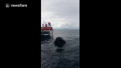 Humpback whale puts on a show for whale watchers in Dominican Republic