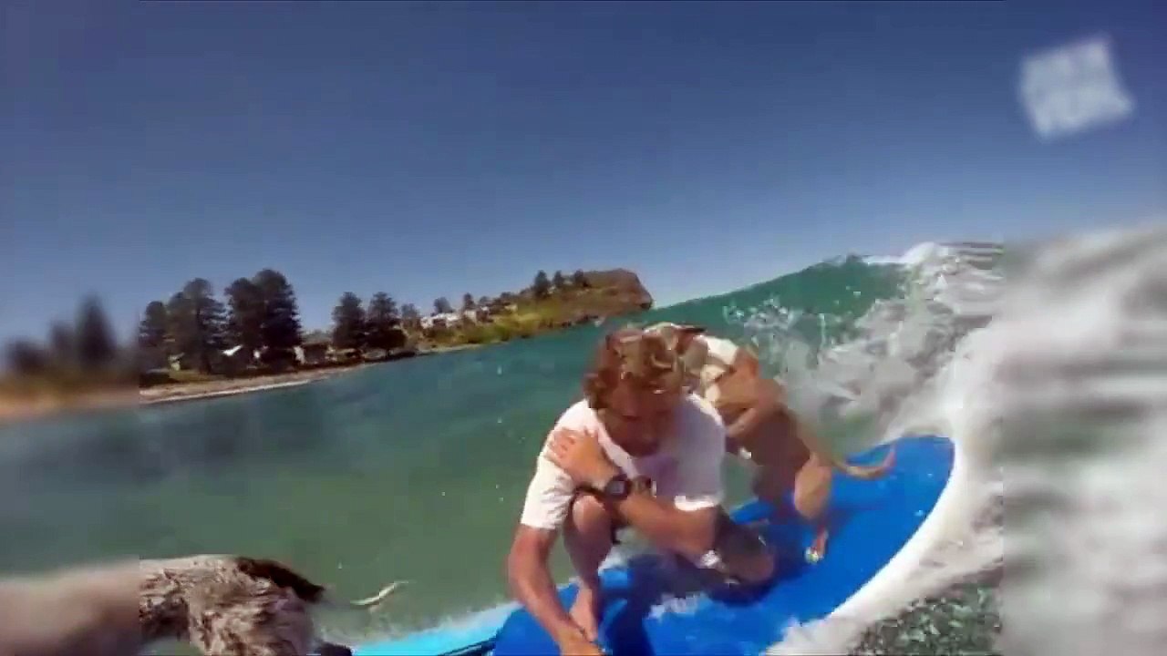 Surfer avec son chien n'est pas donner à tout le monde....