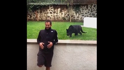 Пантера подкрадывается и набрасывается на человека, чтобы поцеловать его...