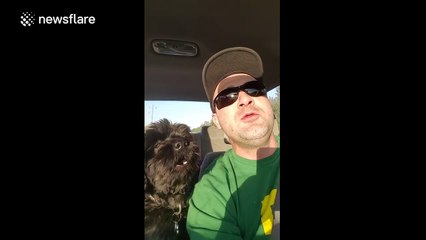 Dog sings with owner in the car