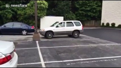 'Impatient' dog honking horn in carpark