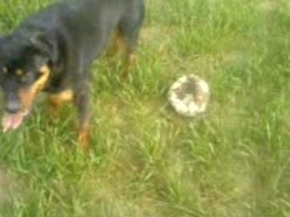 La ptite kayla dans la prairie