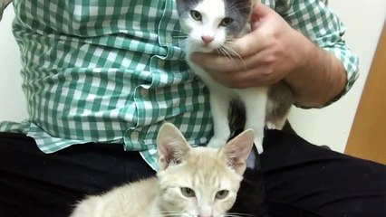 Fanta, (Buddha behind Fanta and already adopted) and Fernando purring and petting