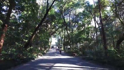 Waking in Meiji Jingu