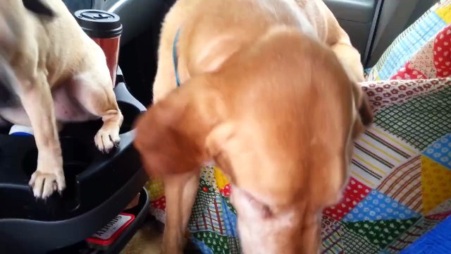 On a toujours besoin d'une bonne glace - compilation hilarante