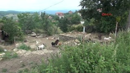 Kocaeli 50 Köpek 30 Kediyle Birlikte Yaşıyorlar