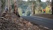Un caméraman pense être caché derrière des arbres lors d'une course de drift...