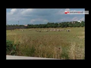 TGSRV 07GIU PEACELINK