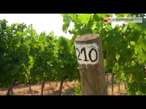 TGSRVgiu07 grottaglie sicurezza su tendoni uva