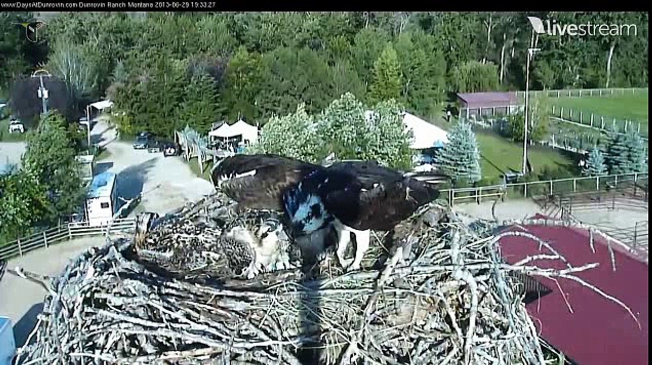 Video 2013 06 29 213556 OZ DELIVERS SMALLISH LIVE FISH