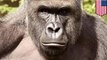 Gorilla Harambe: Cincinnati Zoo installs new barrier at gorilla enclosure - TomoNews