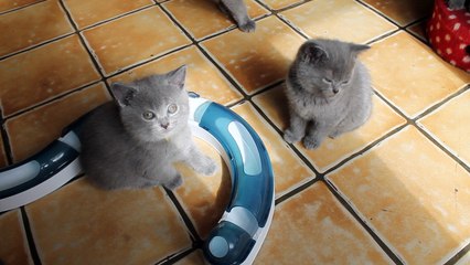 MVI_2422 chatons british bleus 8 semaines