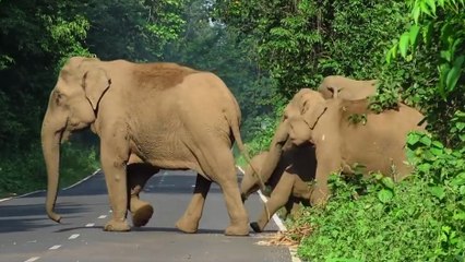 Cet éléphant dégage la route pour laisser passer sa famille !