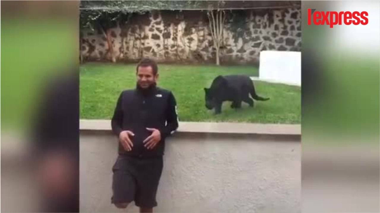 Une panthère attaque gentiment un homme