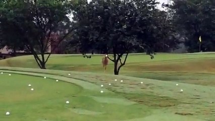 Un oiseau s’éclate avec une balle de golf