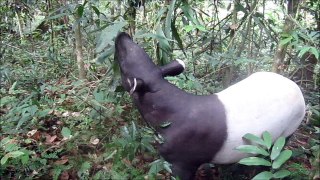 tapir dans le Taman Negara en Malaisie