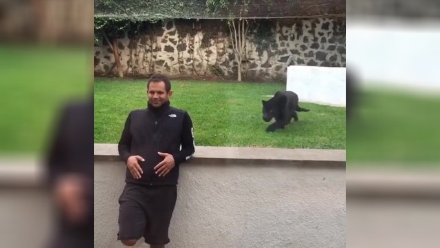 Tourner le dos à un jaguar, bonne ou mauvaise idée ?!