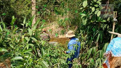 Trà dây thảo mộc bán ở đâu? [trà dây Bstar]