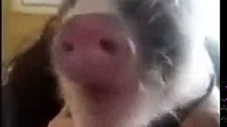 Baby piglet making hilarious noises while eating potato chips