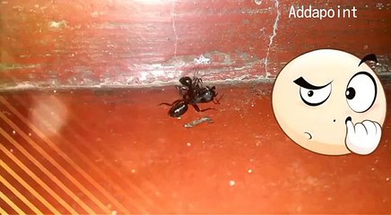Ant's Fight Club !! Must Watch how ants fight !!