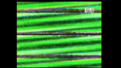 [สารคดี] 10 อันดับการคิดค้นของสัตว์