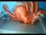 Octopus Escaping Fishing Boat Squeezes Through Incredibly Tiny Hole To Regain Its Freedom