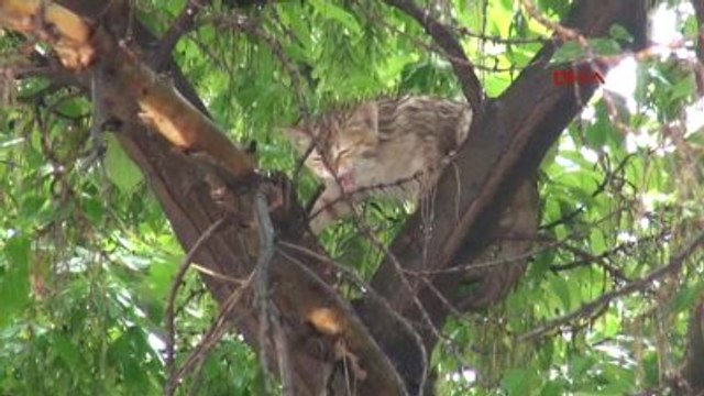 Erzincan Ağaçta Mahsur Kalan Kedi Yavrusunu İtfaiye Kurtardı