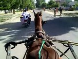 Horse Car at Sawai-Madhopur dt 29:09:2010_.mp4