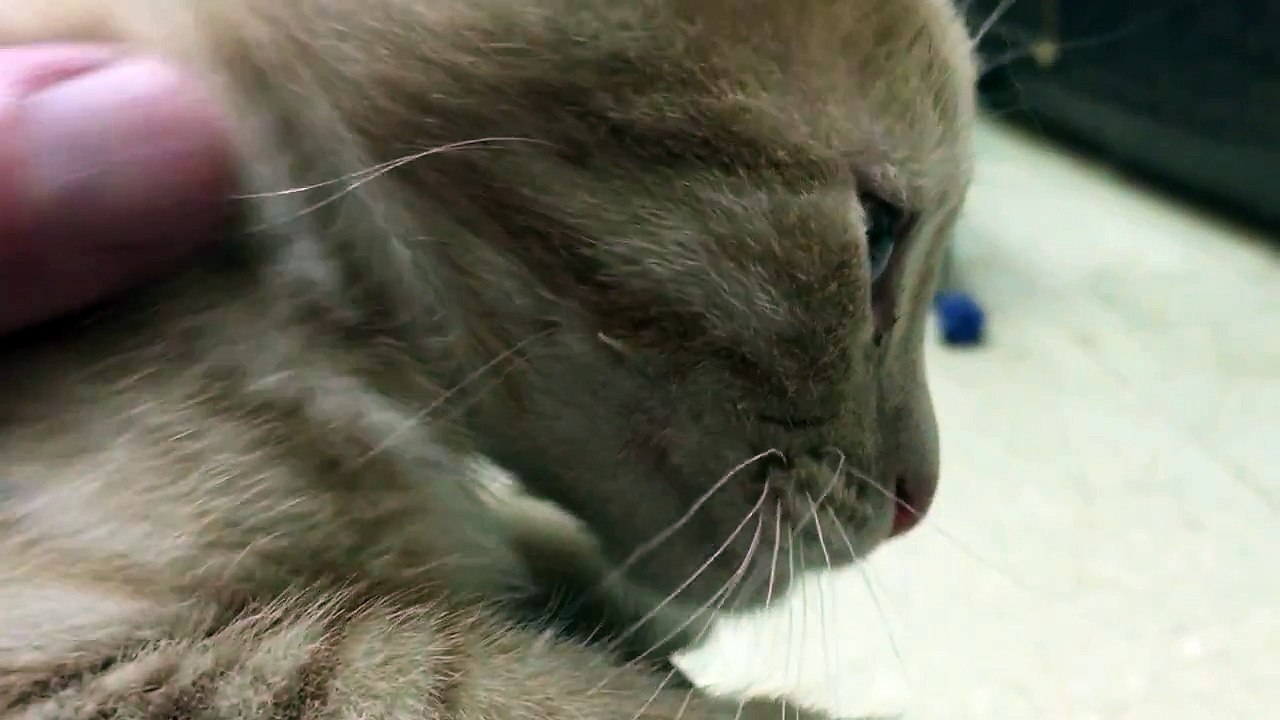Fanta being pet