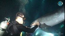 An injured dolphin approaches a diver and asks for help. Then this happened.