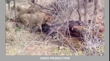 Most Amazing Wild Animal Attacks #3   lion, tiger, anaconda, deer, Crocodile, Hyena