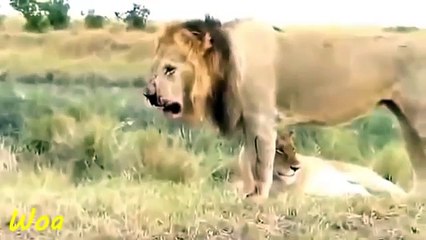 Poor lion - Lion Injured hunting zebra giraffe fail in the wild