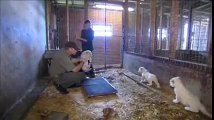 White lion family - cute cubs meet their father for the first time