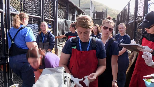 El Niño amenaza a focas y leones marinos en California