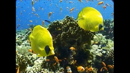 Ocean Day 2015 extracts of my school presentation. Laurence Little