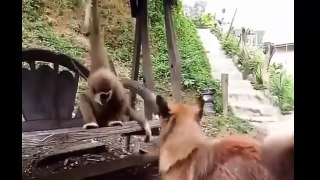 Biggest Animals Fight Ever In History | Monkey Vs Dog | Animals Real Fight